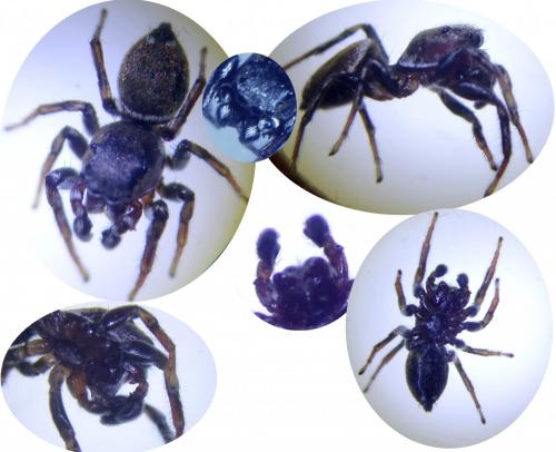Heliophanus tribulosus